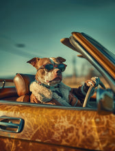 Dogs driving 12
