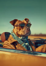 Dogs driving 11
