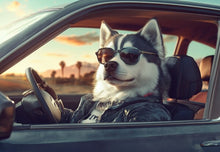 Dogs driving 8