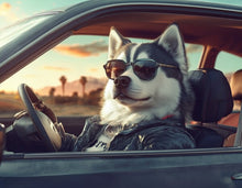 Dogs driving 8