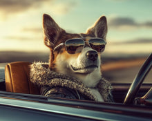 Dogs driving 6