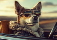 Dogs driving 6