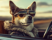 Dogs driving 6