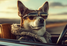 Dogs driving 6