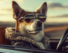 Dogs driving 6