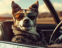 Dogs driving 4