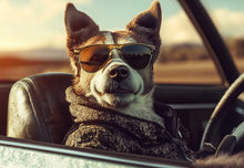 Dogs driving 4