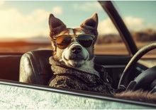 Dogs driving 4